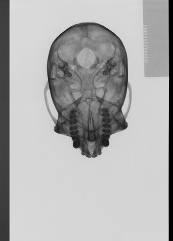 Media type: image;   Mammalogy 10135 Description: sagittal;